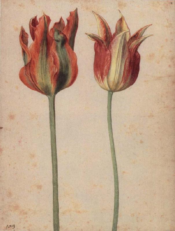 Georg Flegel Two Tulips oil painting image